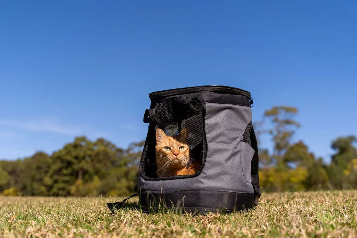 Backpack Cat Carrier