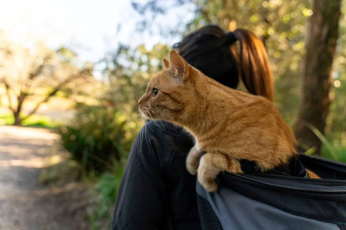 Backpack Cat Carrier