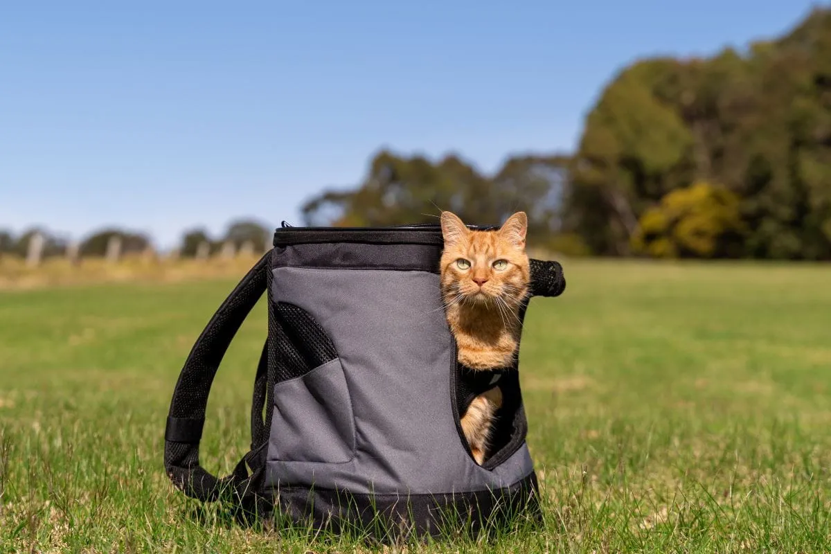 Backpack Cat Carrier