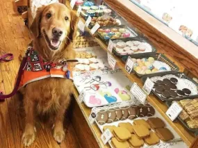 Dog Treat Bakery Business Plan