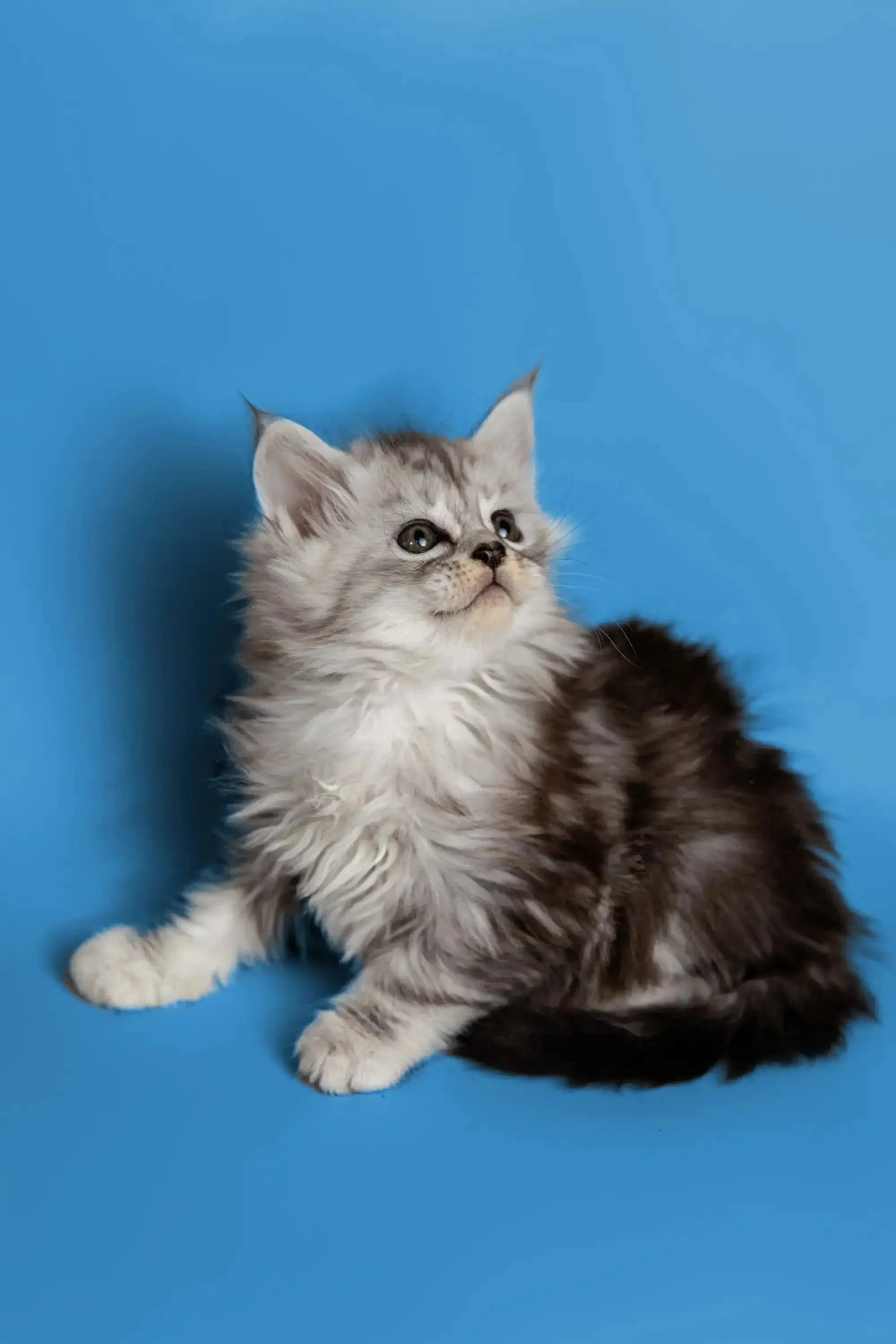 Heyli | Maine Coon Kitten