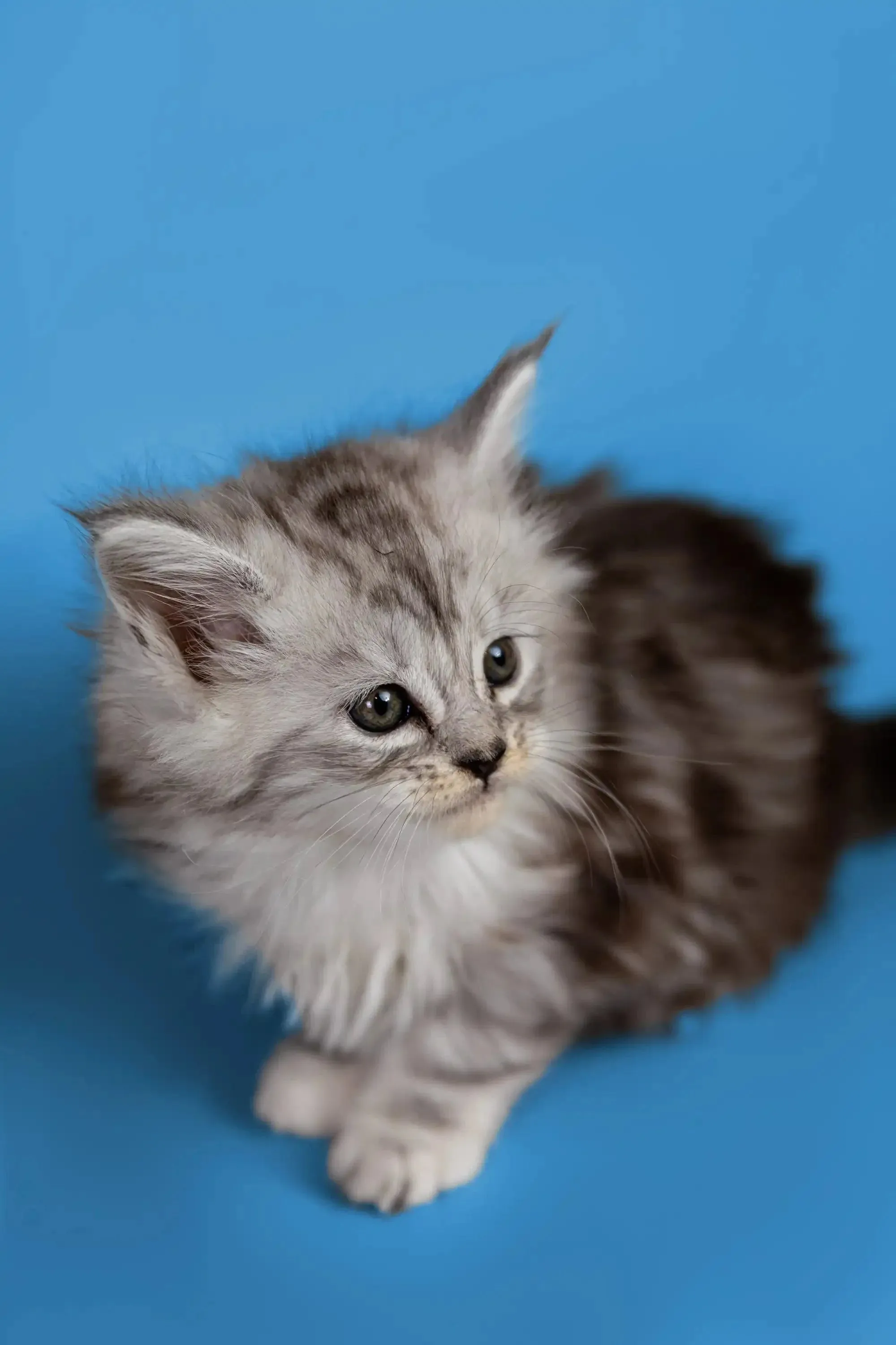 Heyli | Maine Coon Kitten