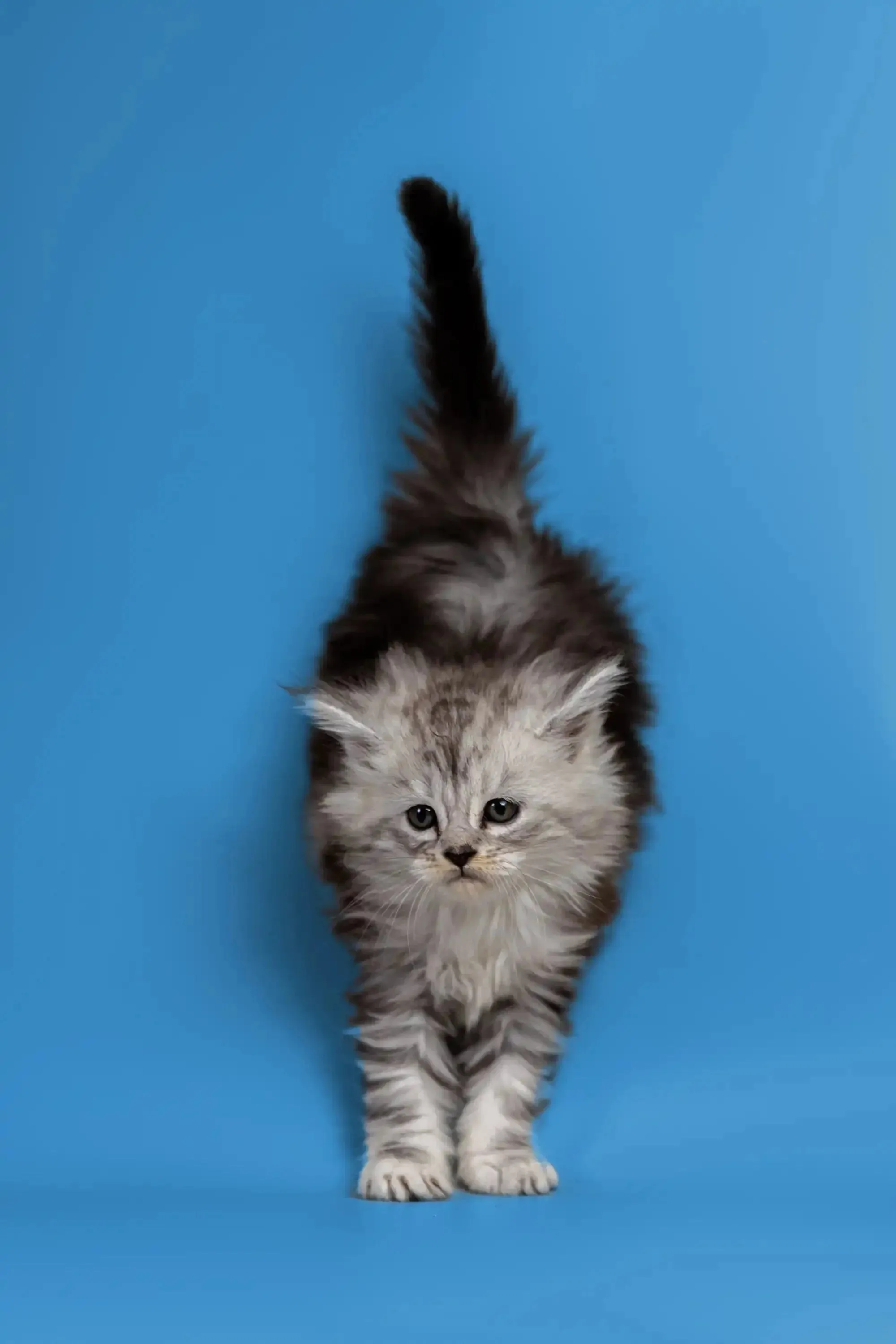 Heyli | Maine Coon Kitten