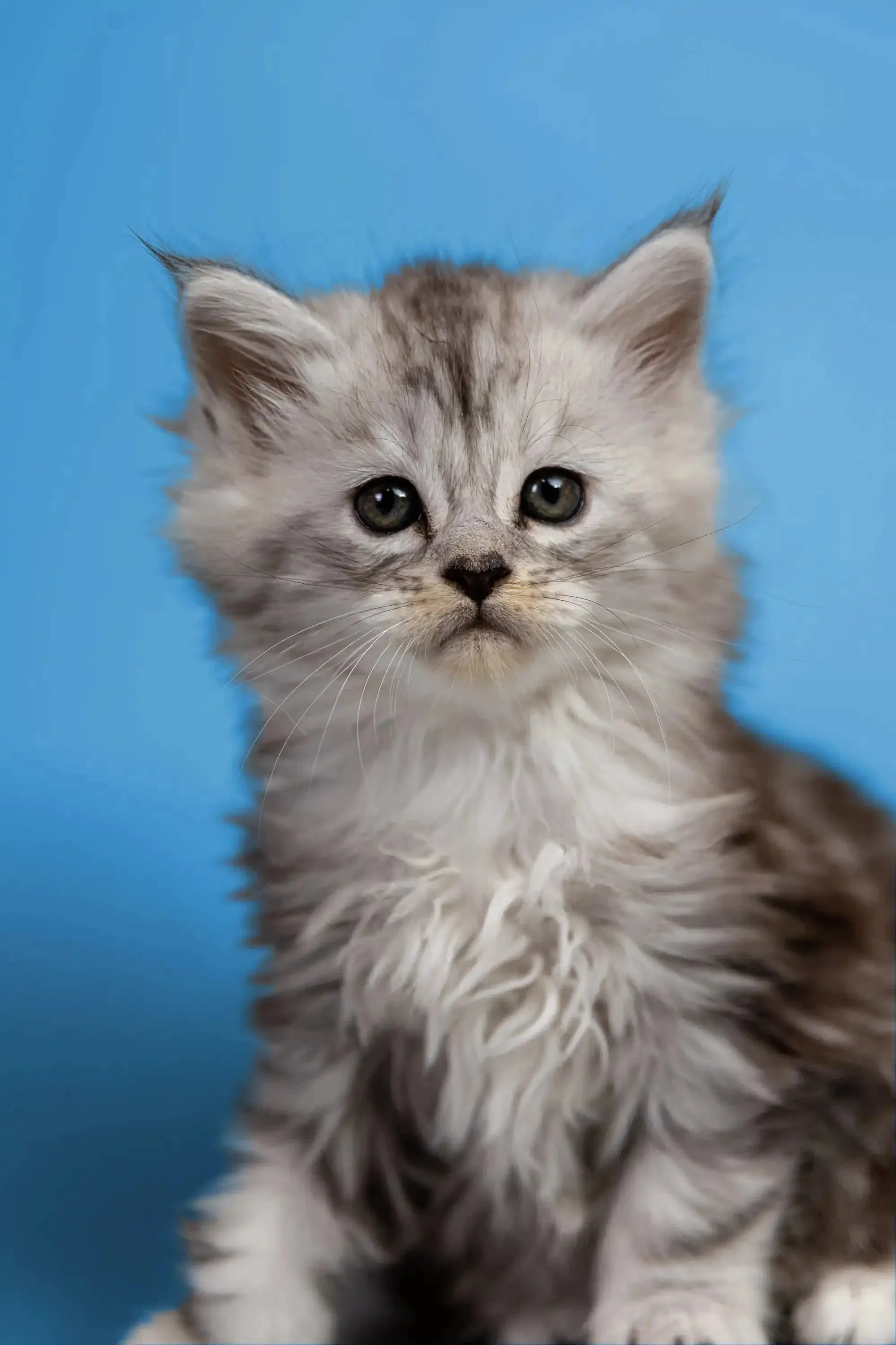 Heyli | Maine Coon Kitten