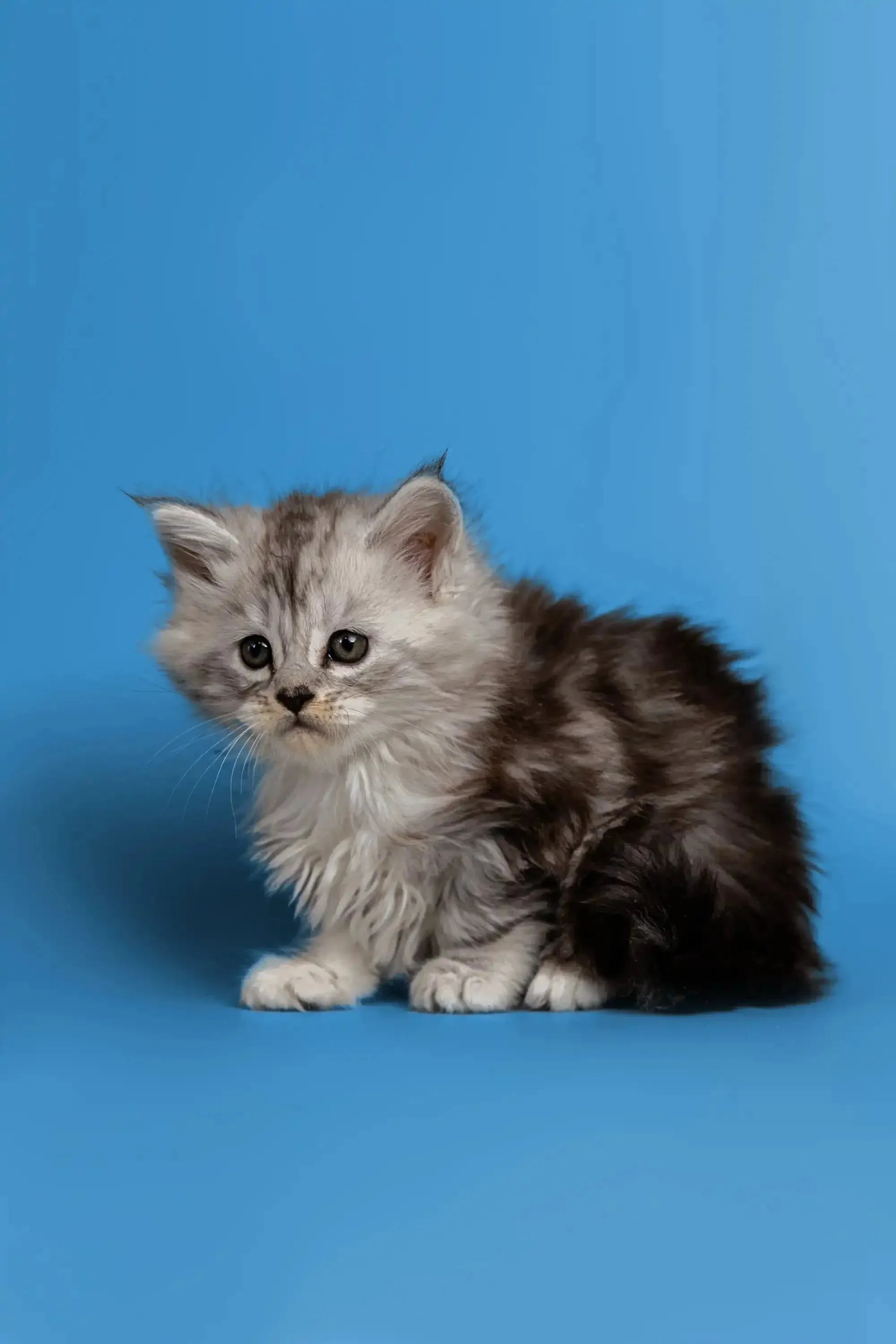 Heyli | Maine Coon Kitten