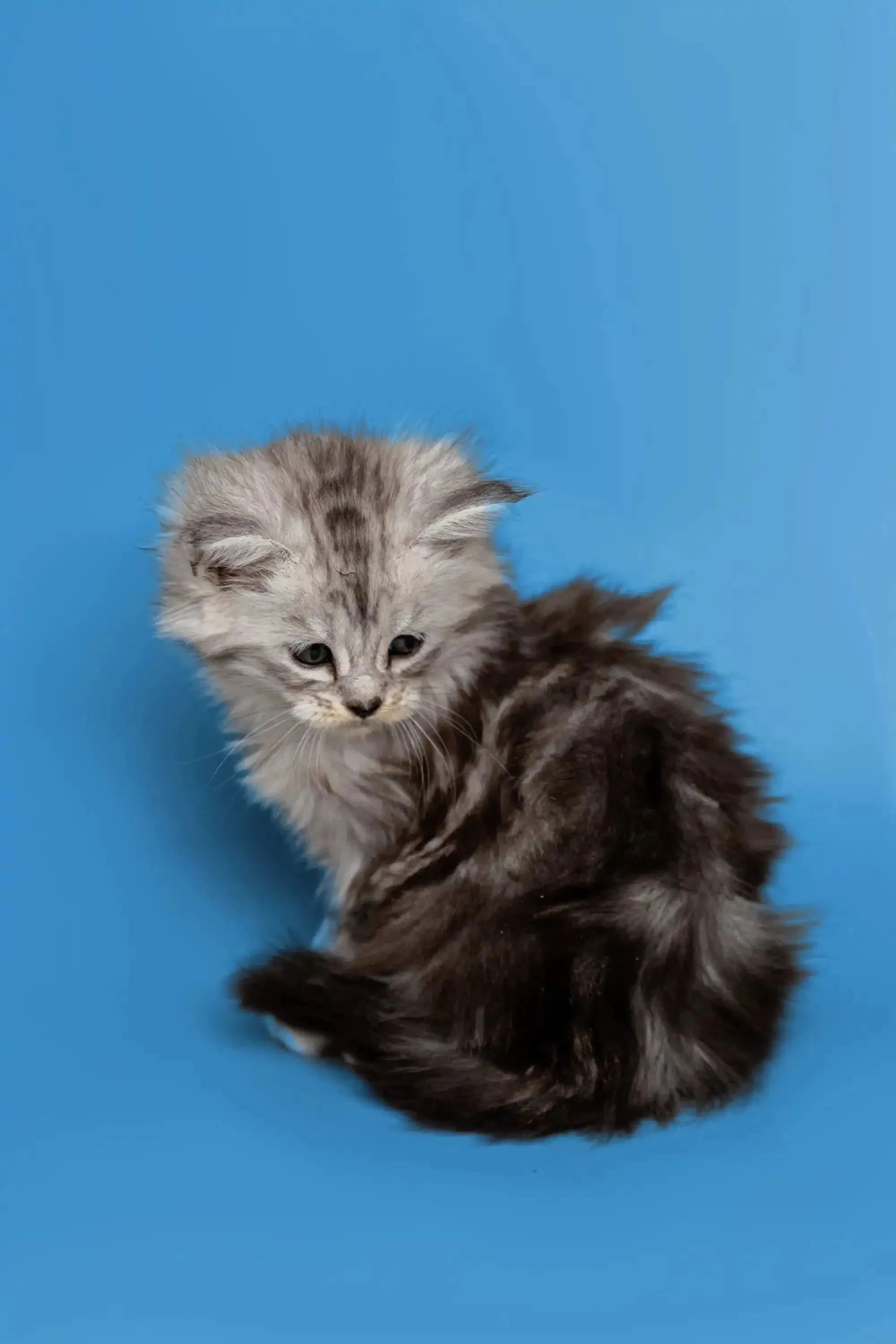 Heyli | Maine Coon Kitten