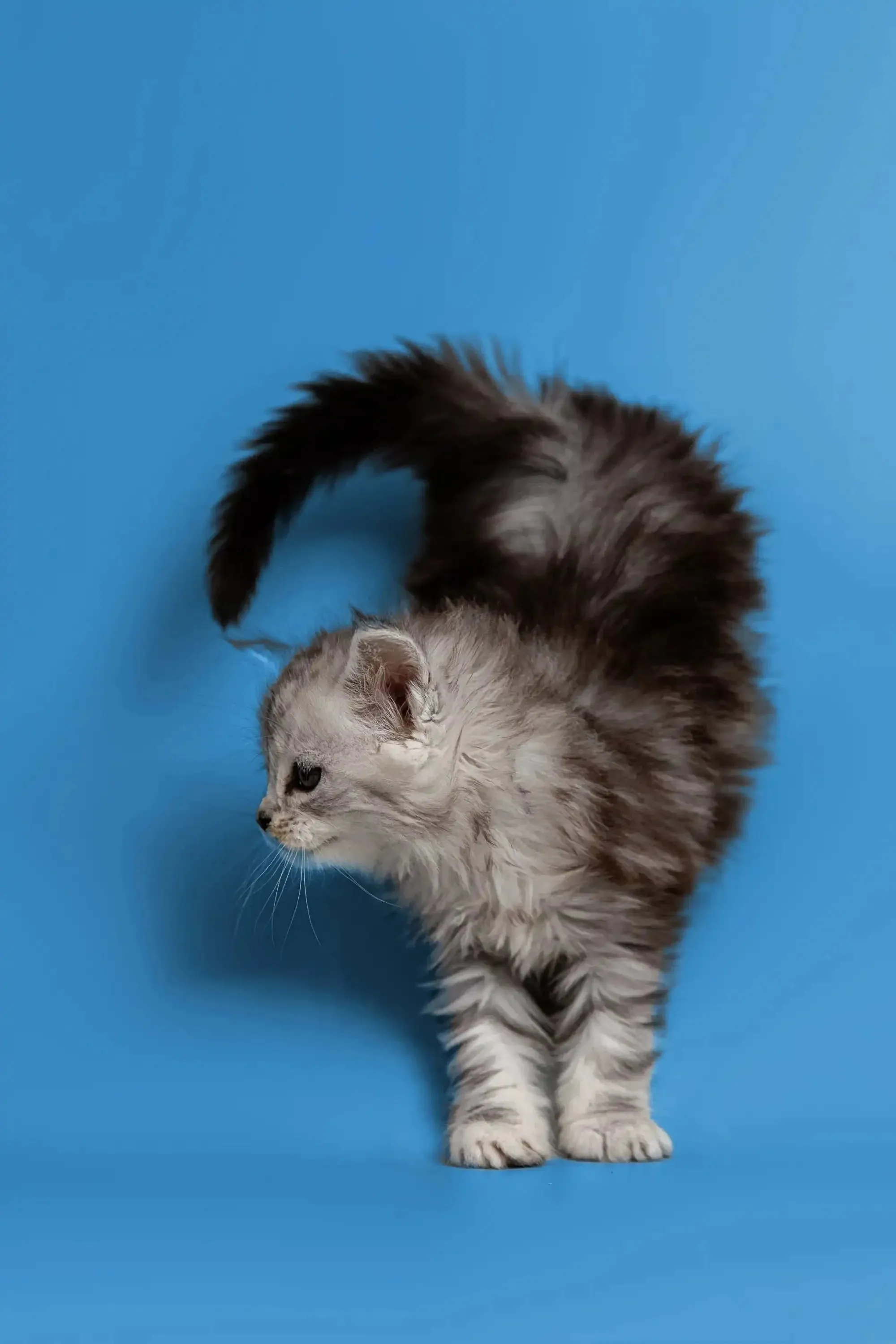 Heyli | Maine Coon Kitten