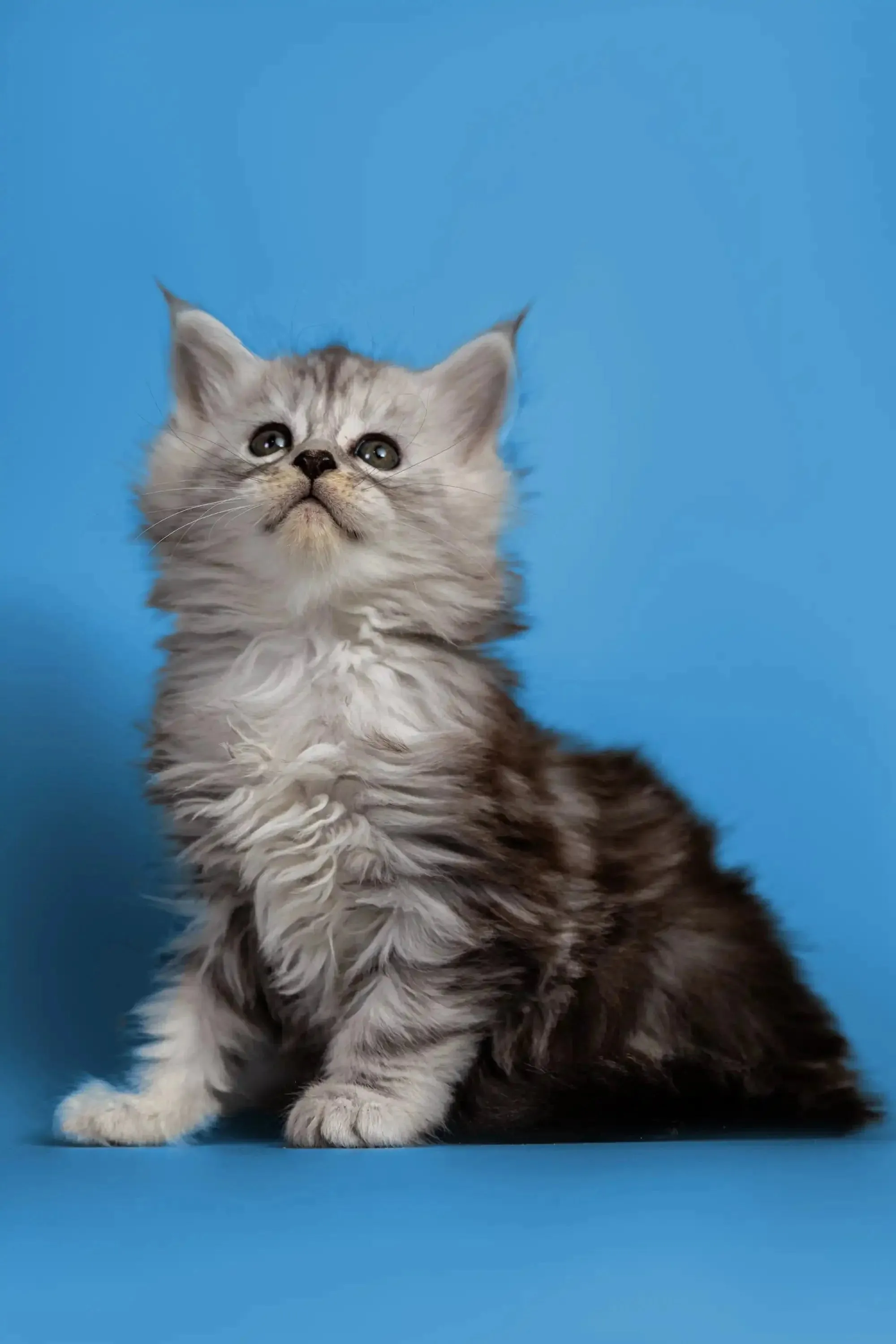 Heyli | Maine Coon Kitten