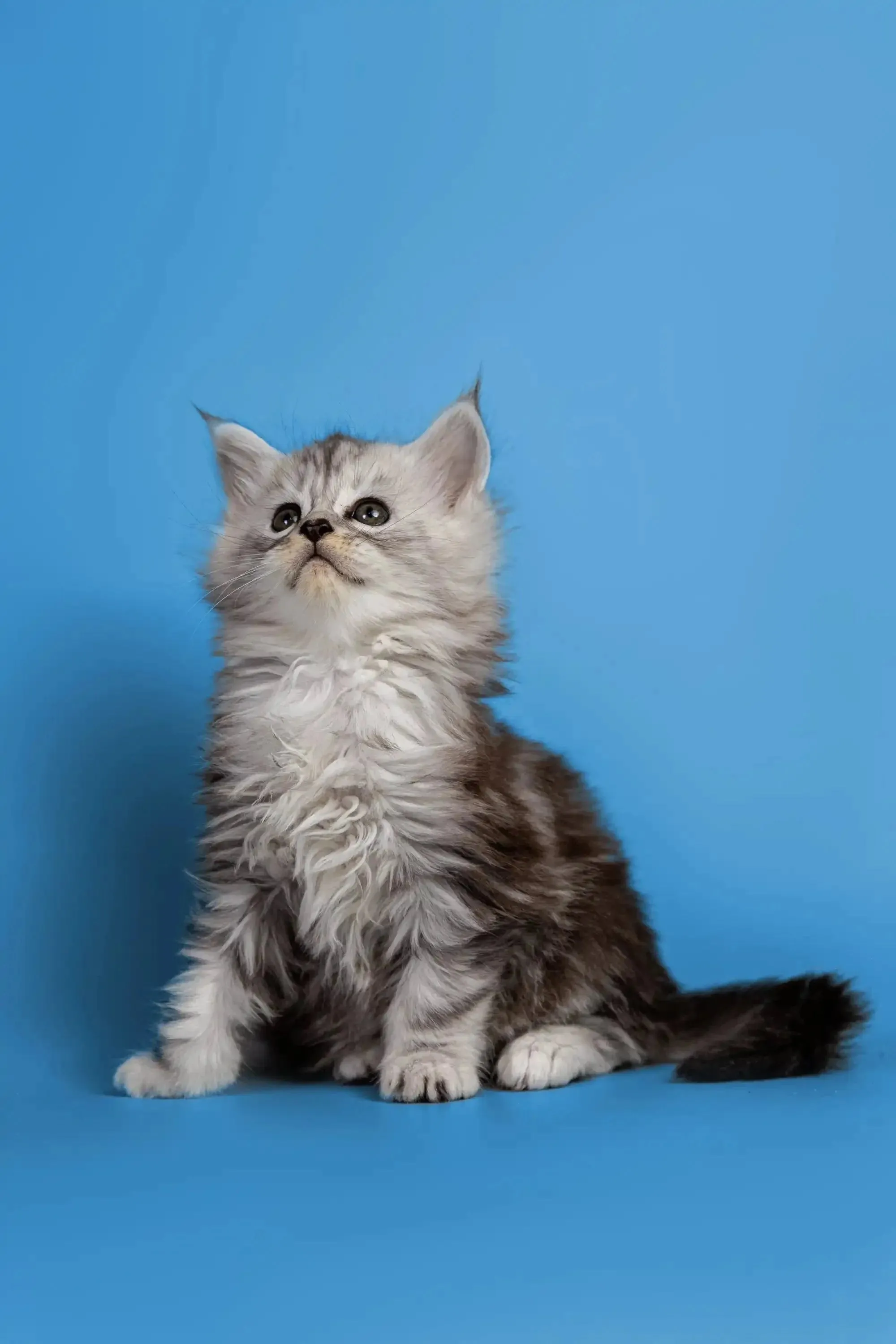 Heyli | Maine Coon Kitten