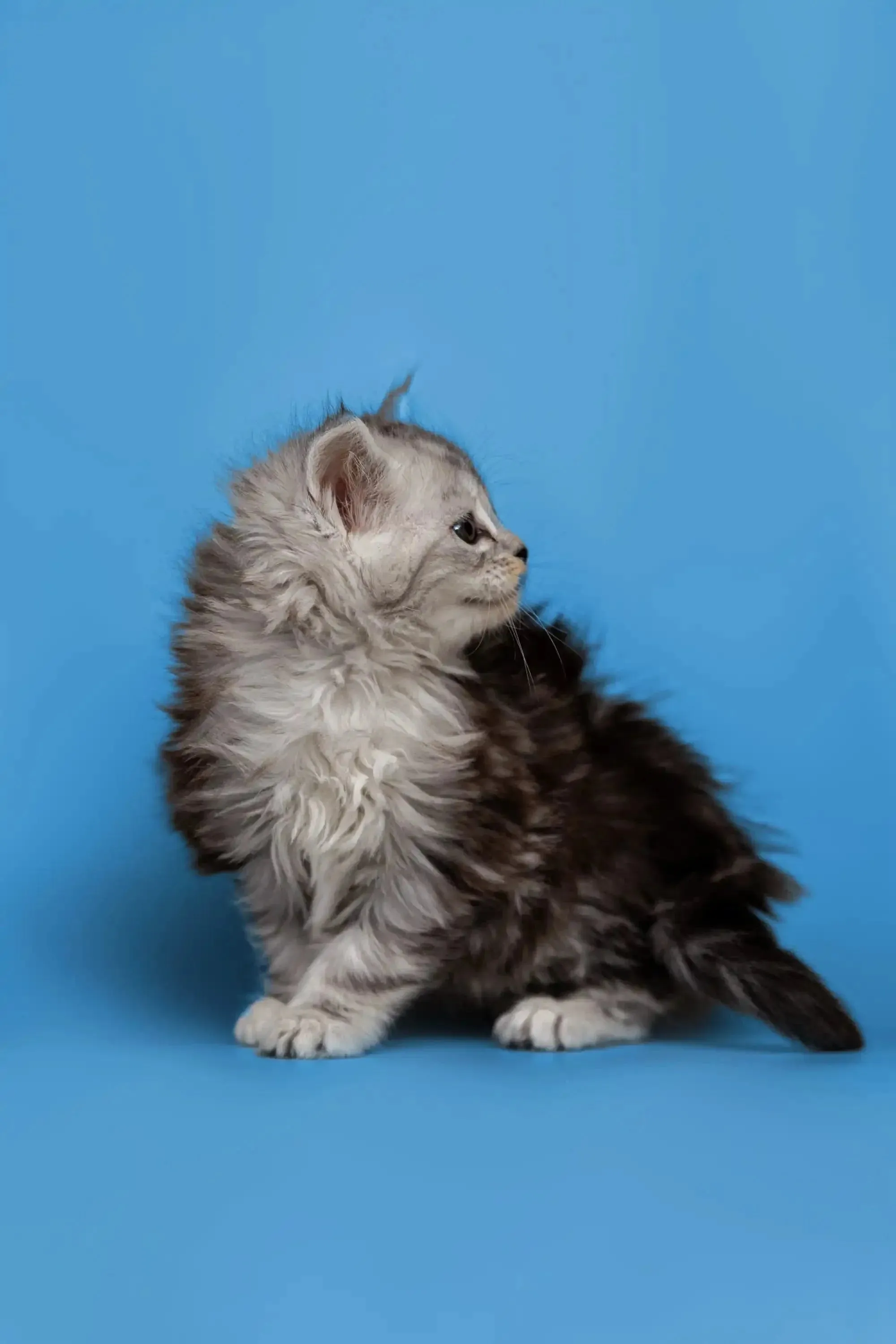 Heyli | Maine Coon Kitten