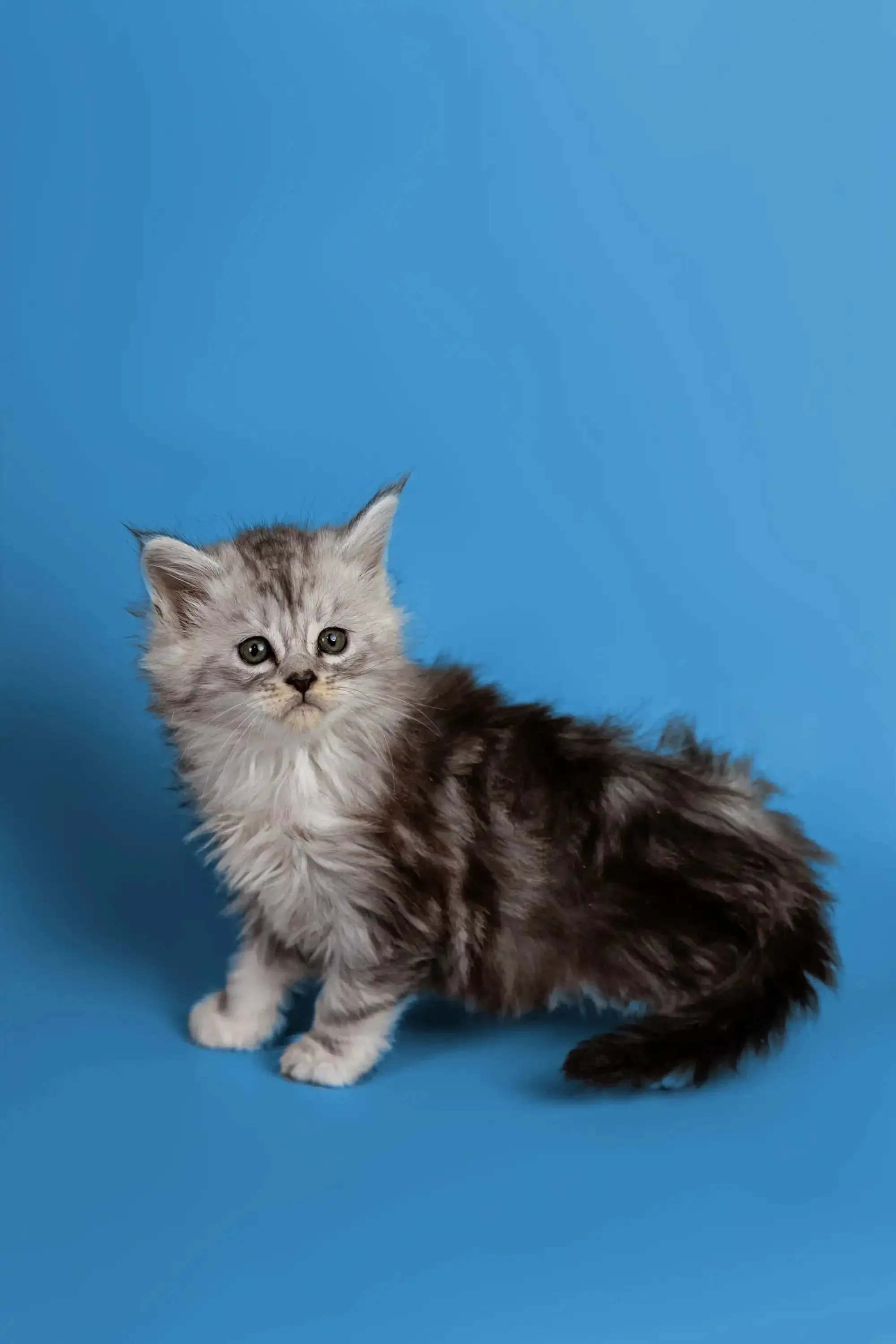 Heyli | Maine Coon Kitten