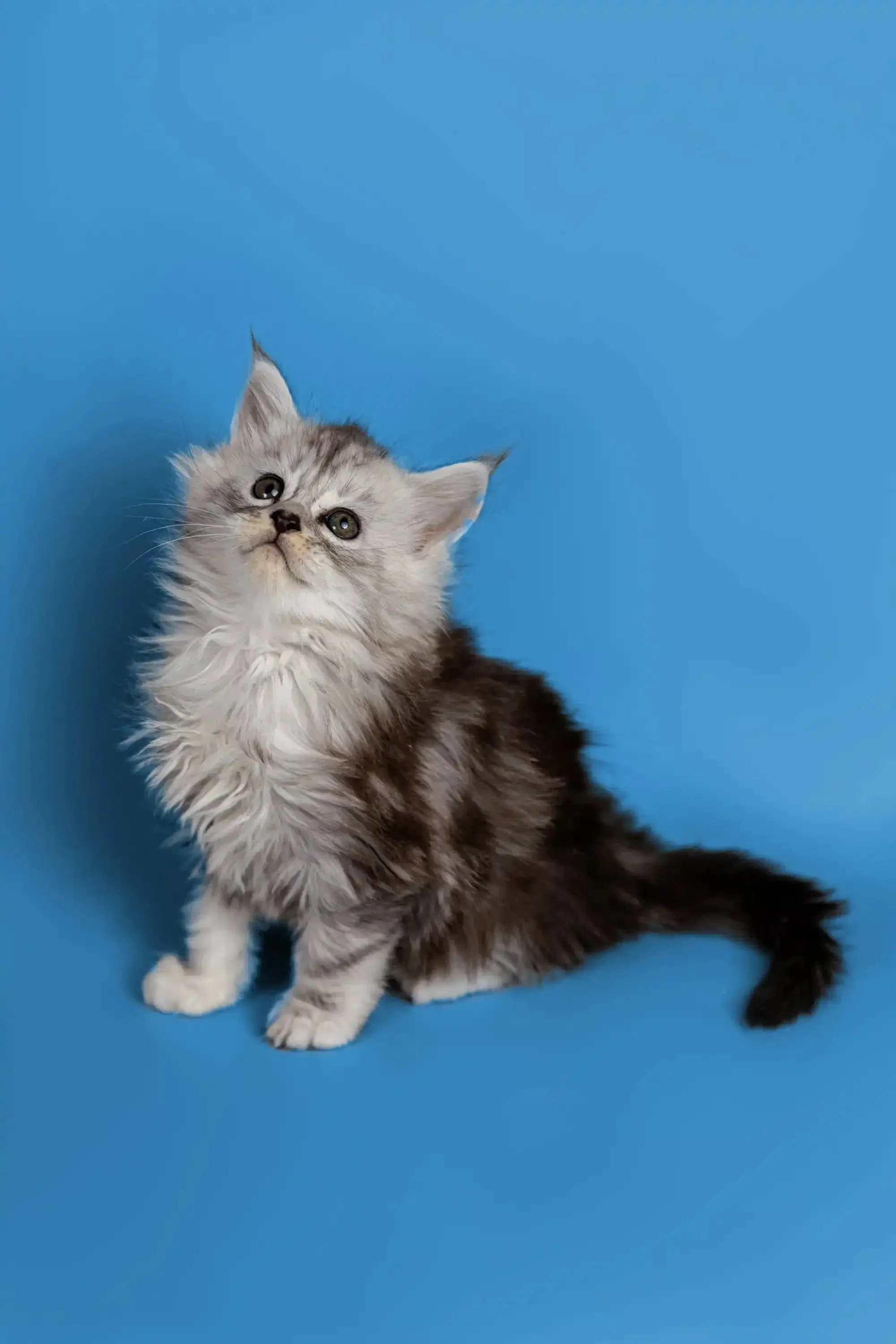 Heyli | Maine Coon Kitten