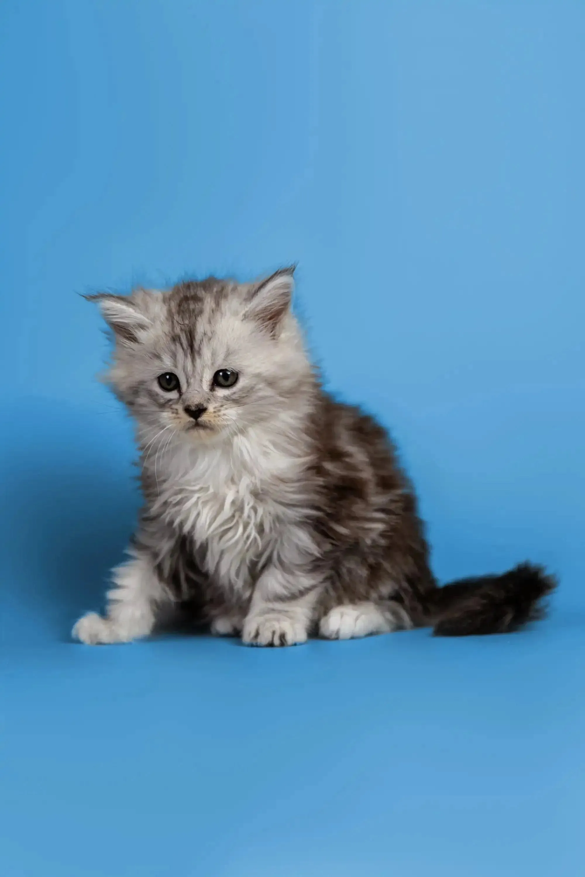 Heyli | Maine Coon Kitten