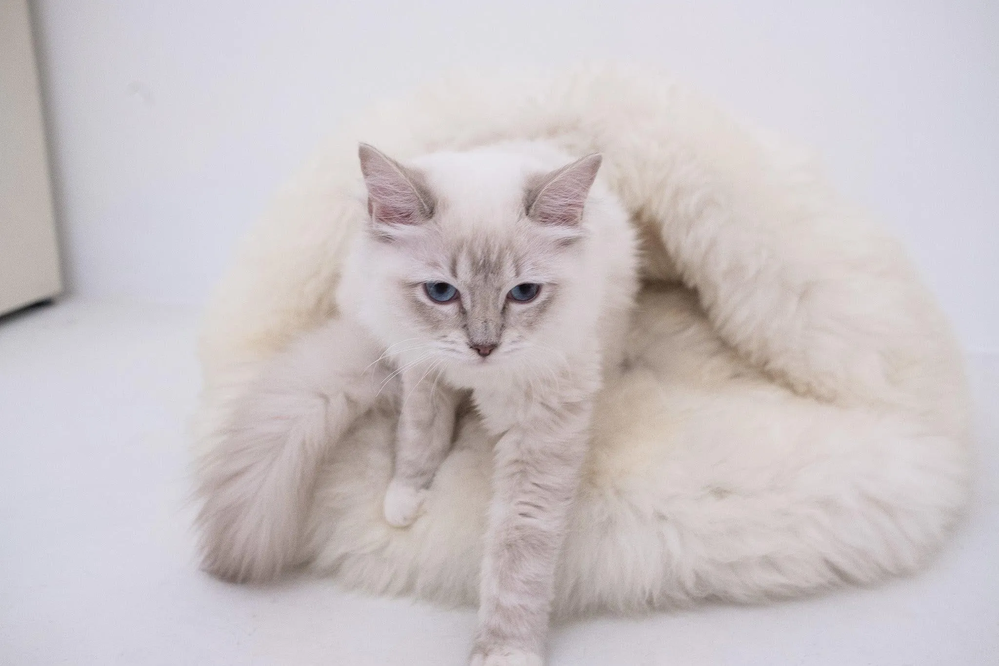 Natural Sheepskin Pet Cave - White