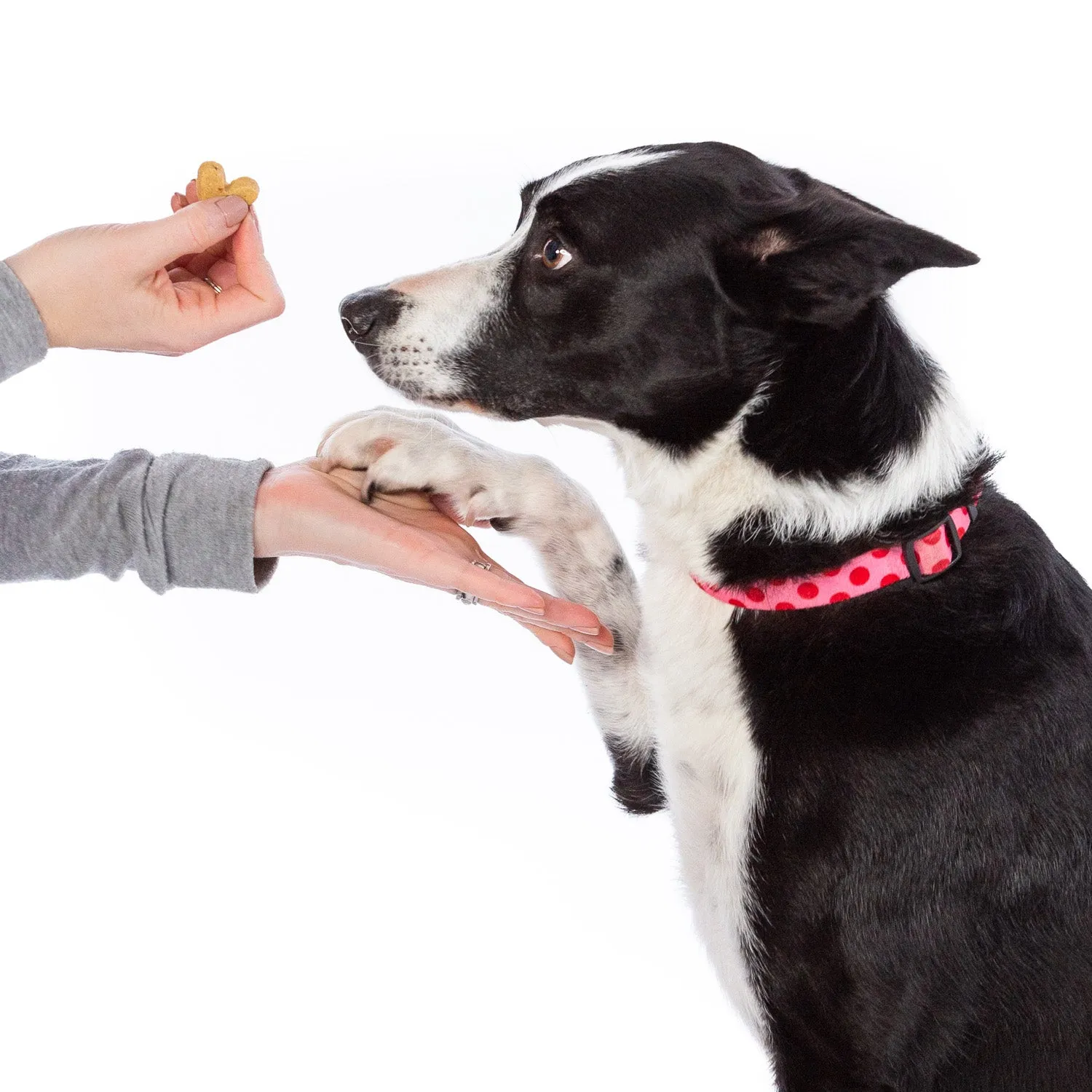 What's Barking - Roasted Duck with Orange & Carrot Crunchy Dog Treats